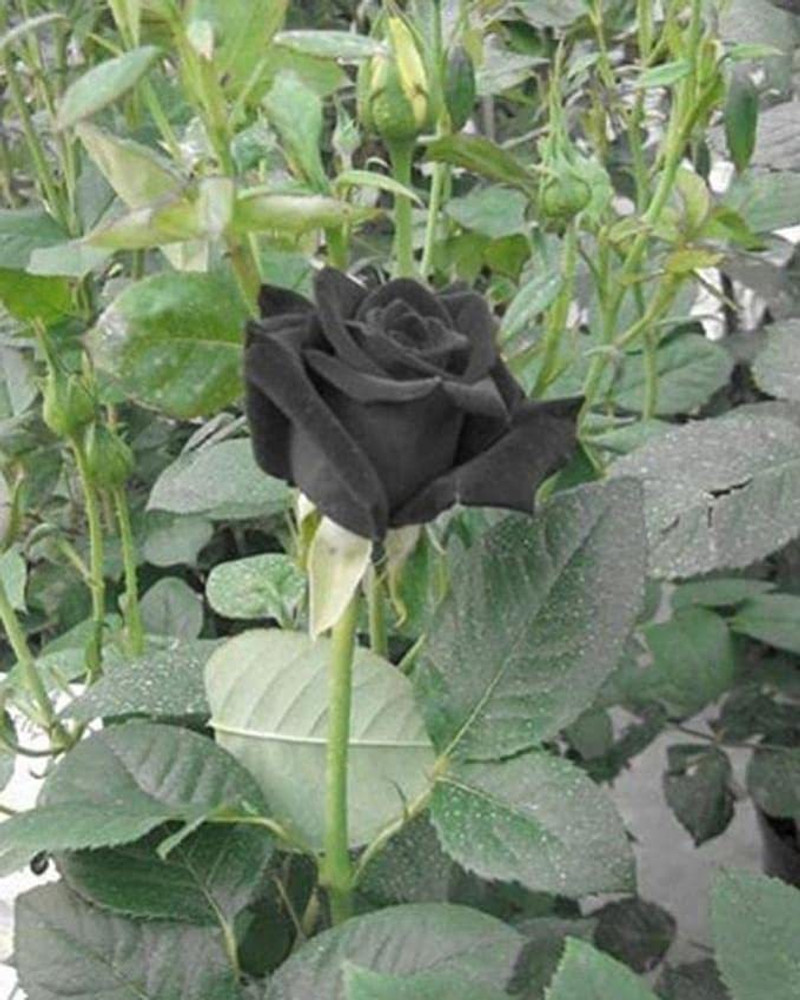 Black Rose Flower Plant In India Best Flower Site