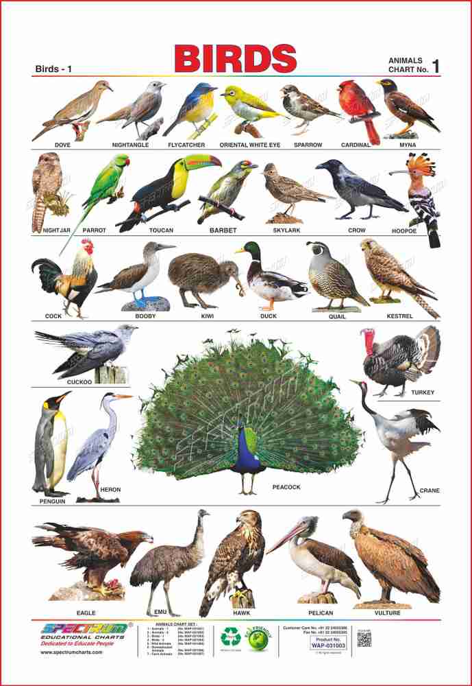 Spectrum Set of 5 Educational Wall Charts (Wild Animals, Birds, Assorted Fruits 1, Vegetables 1 & Flowers) Price in India - Buy Spectrum Set of 5 Educational Wall Charts (Wild Animals, Birds, Spectrum Set of 5 Educational Wall Charts (Wild Animals, Birds, Assorted Fruits 1, Vegetables 1 & Flowers) Price in India - Buy Spectrum Set of 5 Educational Wall Charts (Wild Animals, Birds,