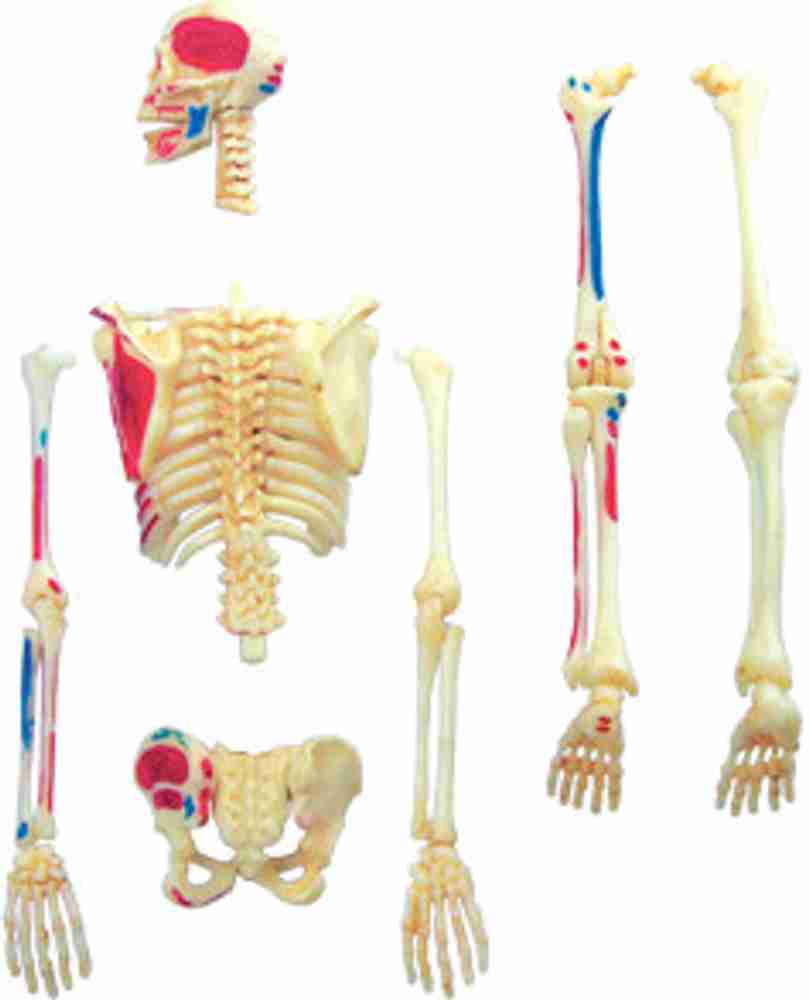 Six fun facts about the human skeleton