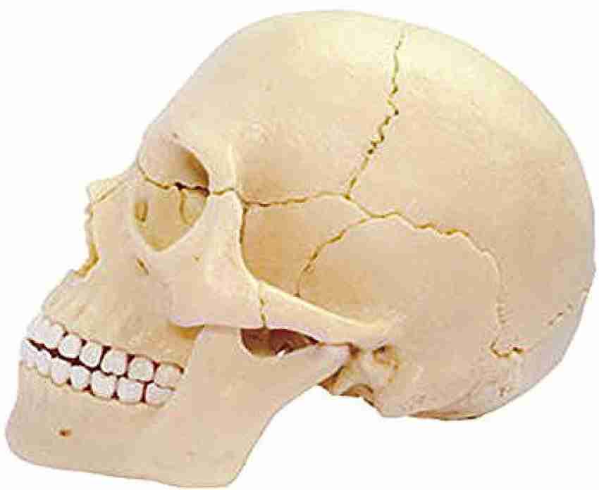 4D Master 26086 Human Anatomy Exploded Skull Model 3D Puzzle, One