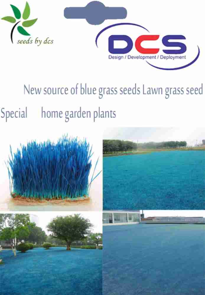 DCS source of blue grass Seed Price in India - Buy DCS source of blue grass  Seed online at Flipkart.com
