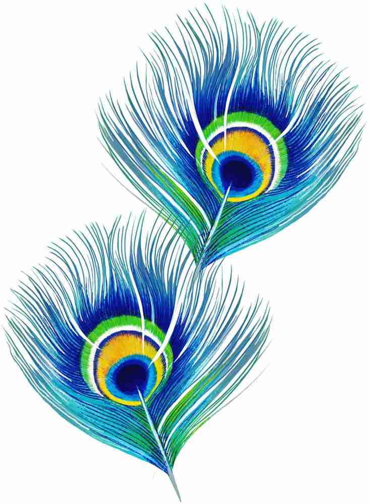 Images Of Peacock Feathers