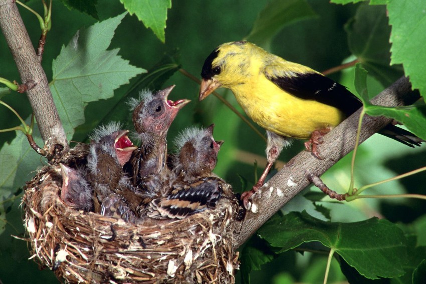 baby birds feeding in nest