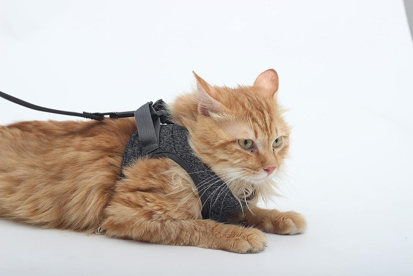 Extra small on sale cat harness