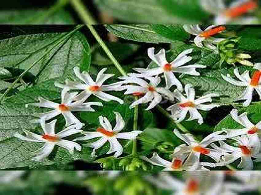 How To Grow Parijat Flower Plant Best Flower Site