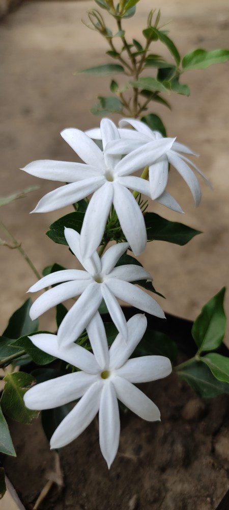 Jasmine flower