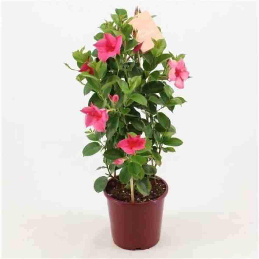 Costa Farms Island Blooms Live Outdoor Tall Assorted, 49% OFF