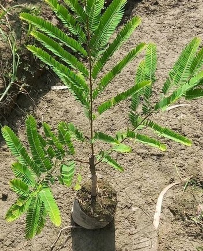 Images Of Amla Plant