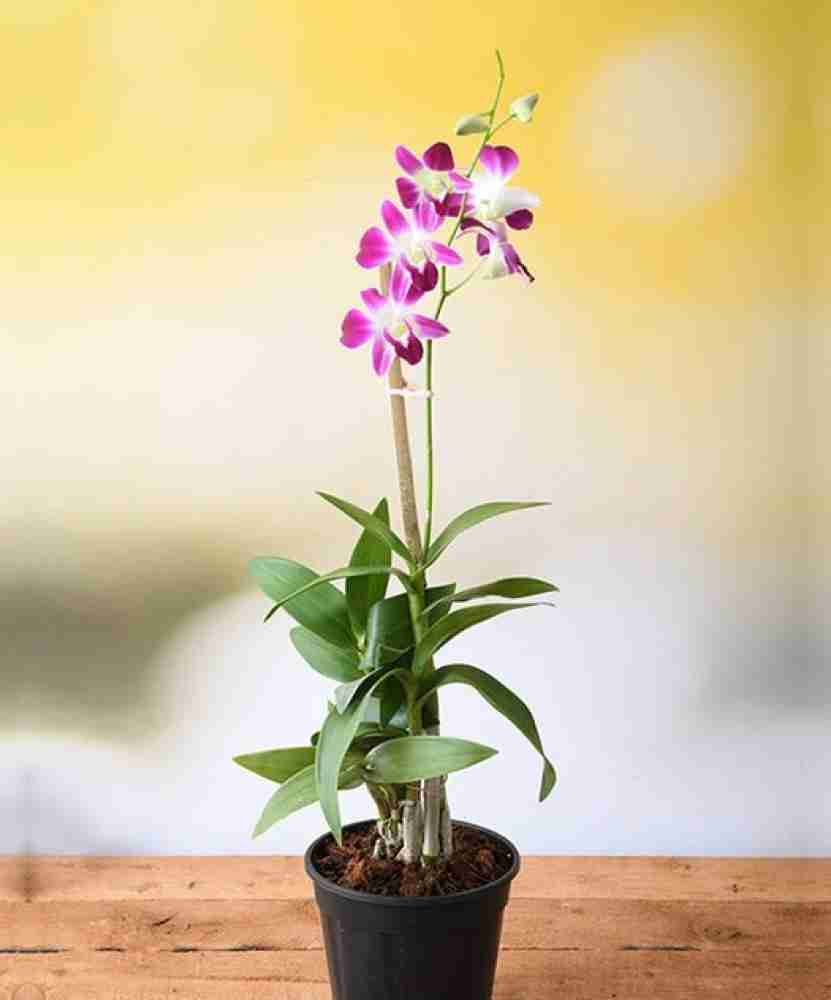 SSSB LIVE PLANT Orchid Plant Price in India - Buy SSSB LIVE PLANT ...