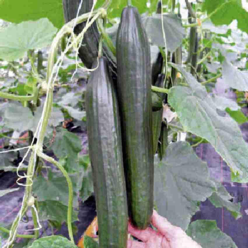 Tasty Green Cucumber Seeds