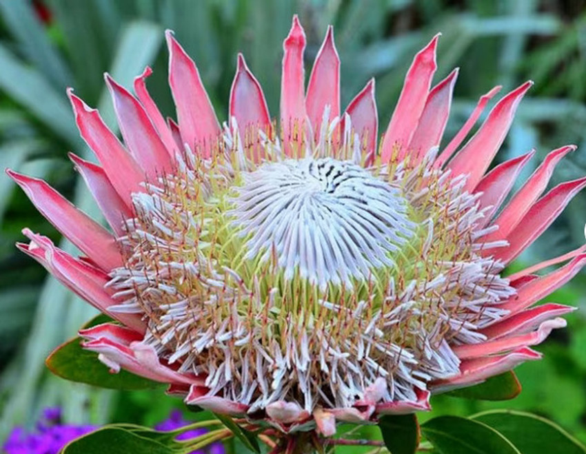 Protea Flower Seeds Best Flower Site