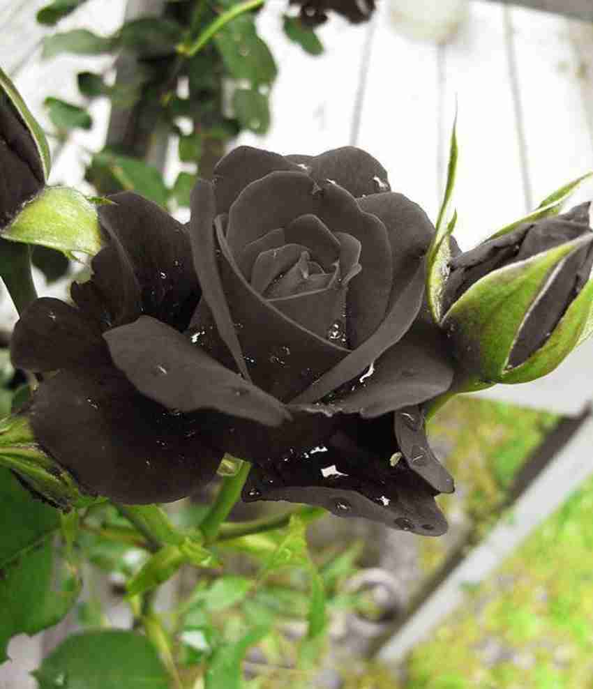 JDM Store Unani black rose seeds 100% original Seed Price in India ...