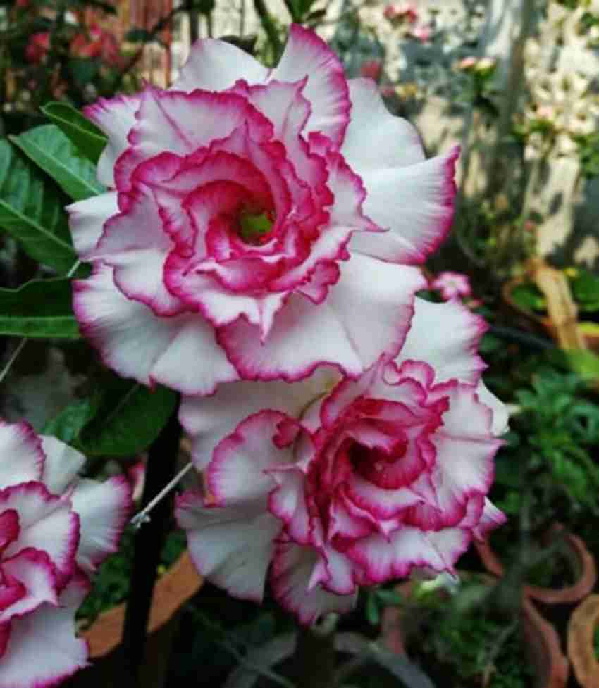 Adenium (Desert Rose) 'Carnation