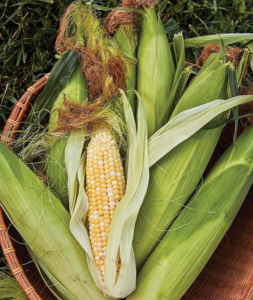 Discover 127+ corn seed cost per bag latest kidsdream.edu.vn