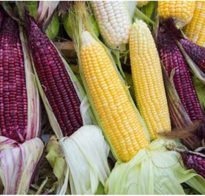 The Best 11 Varieties Of Sweet Corn To Grow At Home