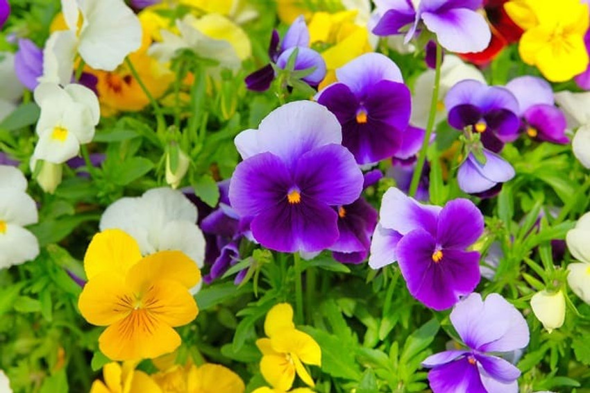 Pansy Flower Guide How To Grow Pansy Types, Pics, Identify