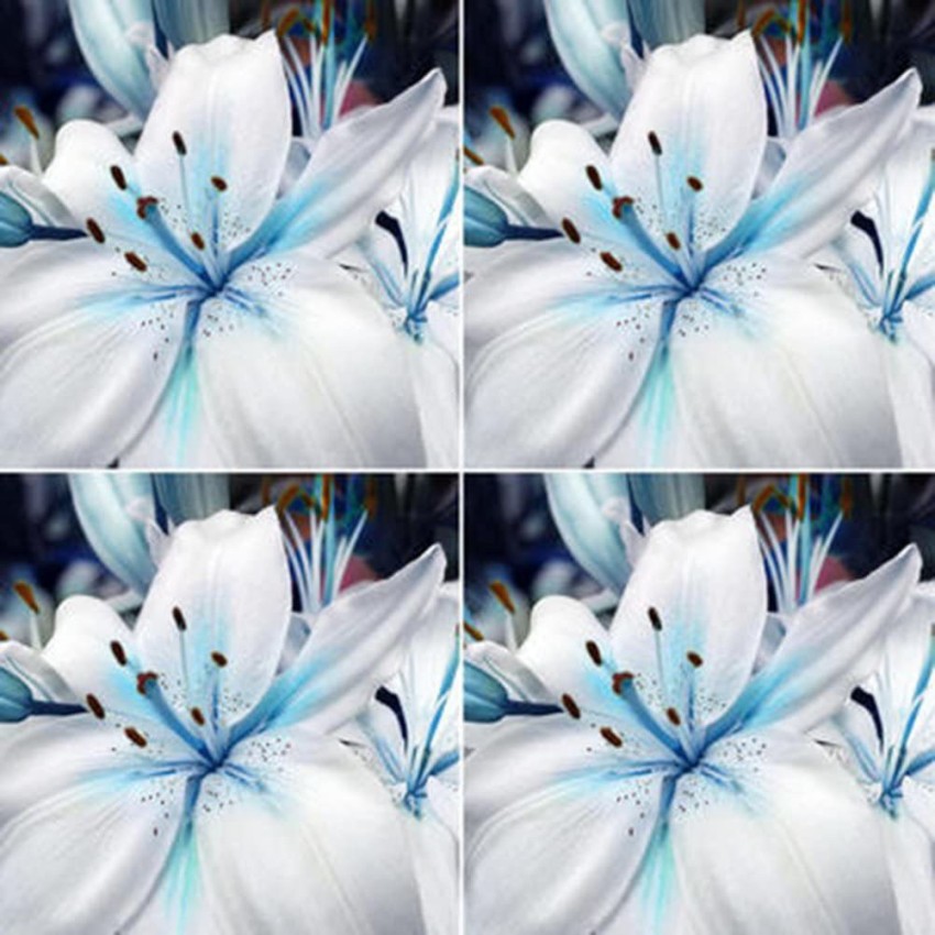 Vibex ® Xxl-26 Blue Rare Rain Lily Seeds Seed Price In India - Buy Vibex ®  Xxl-26 Blue Rare Rain Lily Seeds Seed Online At Flipkart.Com