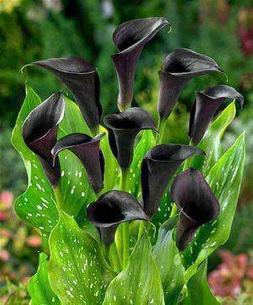 Radha Krishna Agriculture Imported Calla Lily Black Flower Bulbs