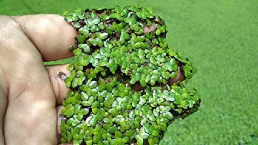 aquatic floating plants duckweed