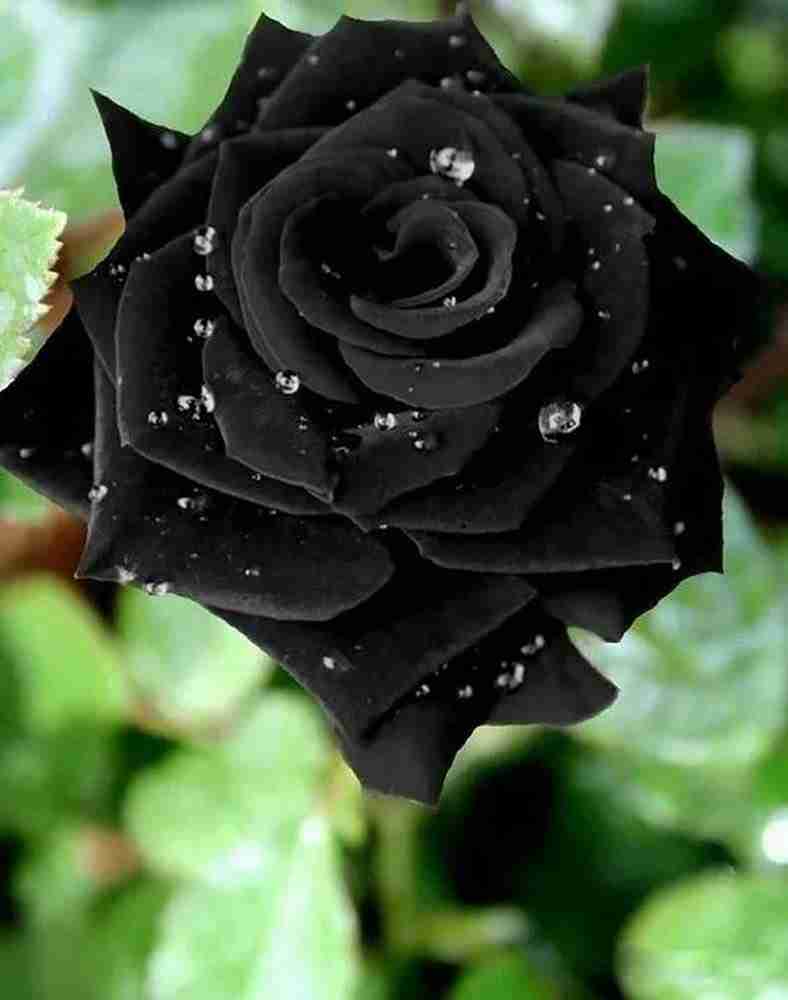 VibeX ® LXI-454 Black Rose Seeds Flower Bush Seed Price in India ...
