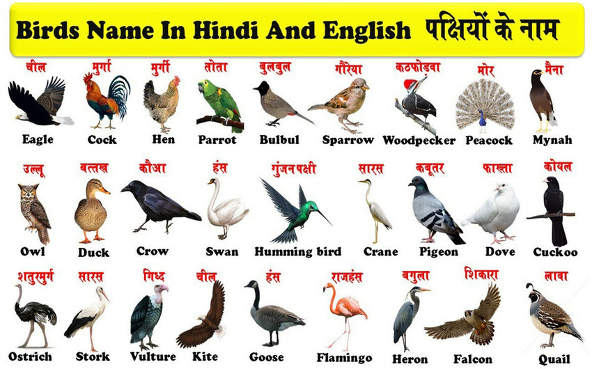 Pictures Of Birds With Names