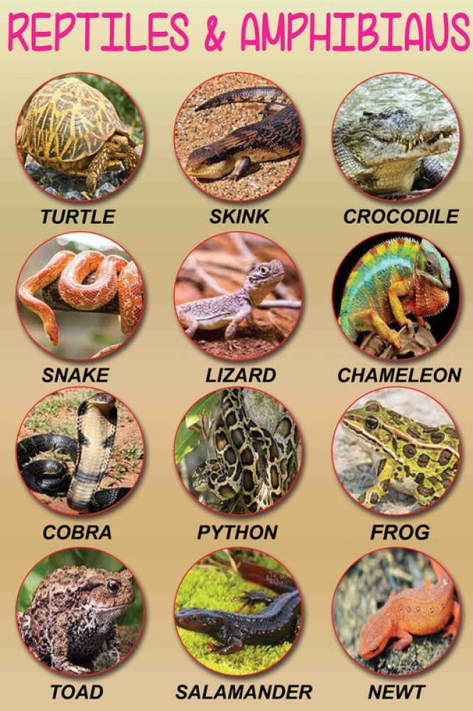 Reptiles Pictures With Names