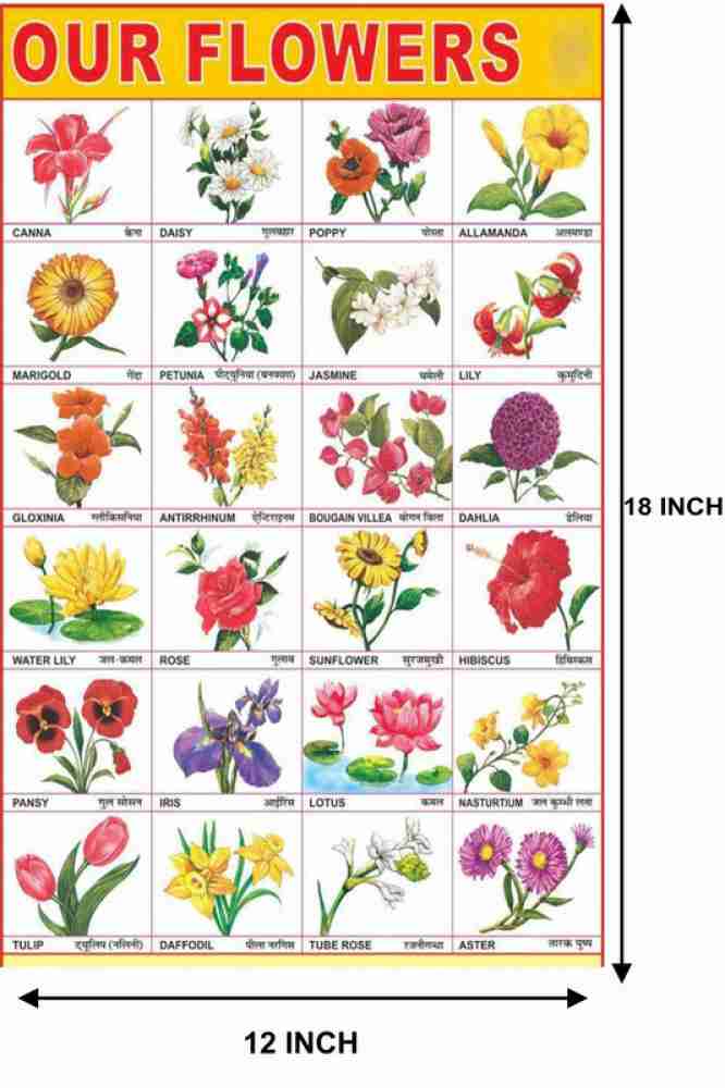Aster Flower Information In Kannada | Best Flower Site