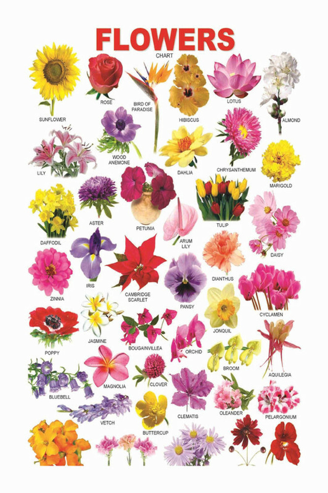 Spectacular How Many Types Of Flowers Name Artwork for Mobile Spectacular How Many Types Of Flowers Name Artwork for Mobile