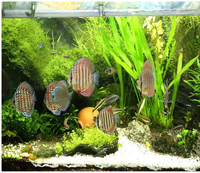 fish tank background hd