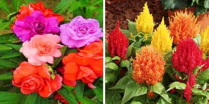 xcentax Balsam Rose, CELOSIA Seed Price in India - Buy xcentax Balsam Rose,  CELOSIA Seed online at 