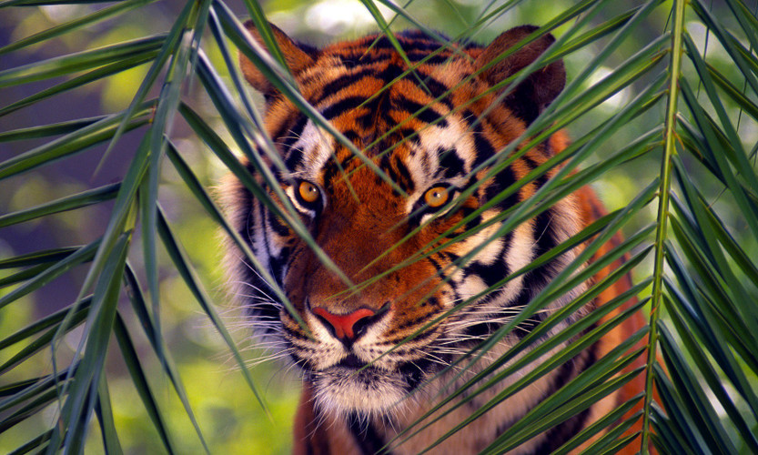 Online Collections Tiger Sticker Poster, Animals stickers, (18 inch X 12 inch, Rolled) Large Non-Reusable Sticker Price in India - Buy Online Collections Tiger Sticker Poster, Animals stickers, (18 inch X 12 Online Collections Tiger Sticker Poster, Animals stickers, (18 inch X 12 inch, Rolled) Large Non-Reusable Sticker Price in India - Buy Online Collections Tiger Sticker Poster, Animals stickers, (18 inch X 12