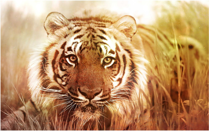 Animal Tiger Big Size Flex Poster for Room B157 Paper Print - Animals posters in India - Buy art, film, design, movie, music, nature and educational paintings/wallpapers at Animal Tiger Big Size Flex Poster for Room B157 Paper Print - Animals posters in India - Buy art, film, design, movie, music, nature and educational paintings/wallpapers at