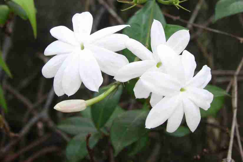 Jasmine Flower Multicolour Photo Paper Print Poster Photographic Paper Photographic Paper - Decorative posters in India - Buy art, film, design, movie, music, nature and educational paintings/wallpapers at Jasmine Flower Multicolour Photo Paper Print Poster Photographic Paper Photographic Paper - Decorative posters in India - Buy art, film, design, movie, music, nature and educational paintings/wallpapers at