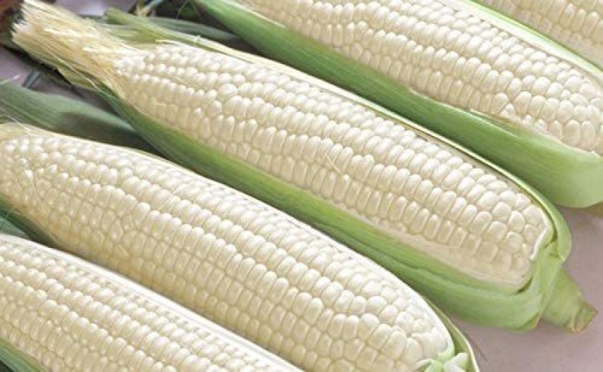 VibeX ® VLR-387 White Corn Heirloom Seeds Seed Price in India - Buy VibeX ®  VLR-387 White Corn Heirloom Seeds Seed online at Shopsy.in