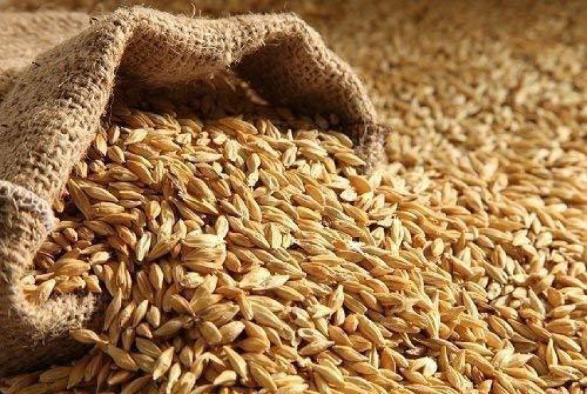 Freshtige Raw Barley Seeds (Jau) Grain Amaranth Seeds Price in India - Buy  Freshtige Raw Barley Seeds (Jau) Grain Amaranth Seeds online at Shopsy.in