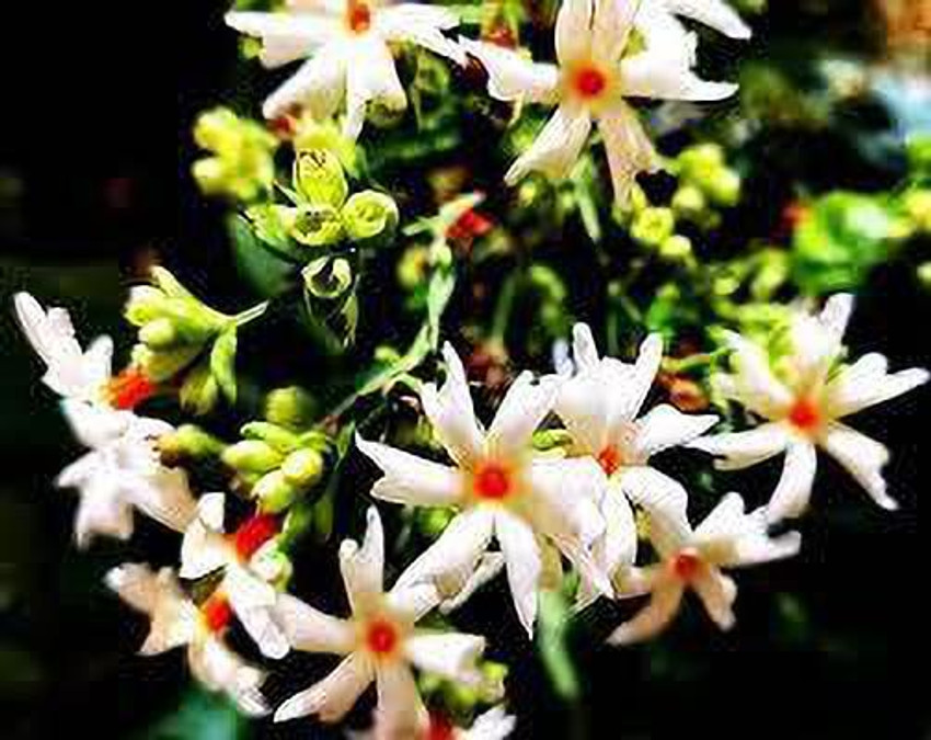 Aromatic Night Blooming Flowers Parijat (Harsingar) Flower Seeds - Very  Aromatic Night-Blooming Plant Seeds For Garden Parijat Flower Seeds