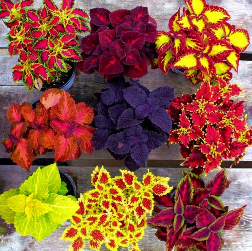 Tim Tim Agro Coleus Rainbow Mix - Hybrid Pack of 500 Seeds Seed Price in  India - Buy Tim Tim Agro Coleus Rainbow Mix - Hybrid Pack of 500 Seeds Seed  online at Shopsy.in