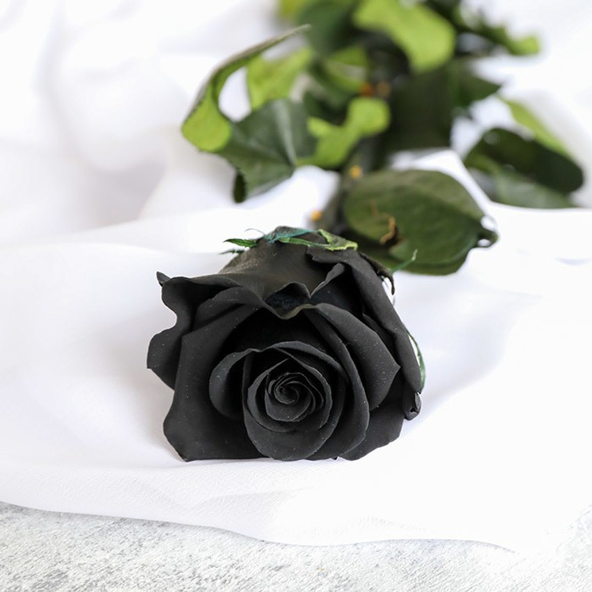 Black Rose Flower Plant In India Best Flower Site