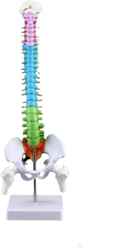 Life Size 45cm Anatomical Flexible Spine Model with Pelvis & Femur Color Coded 