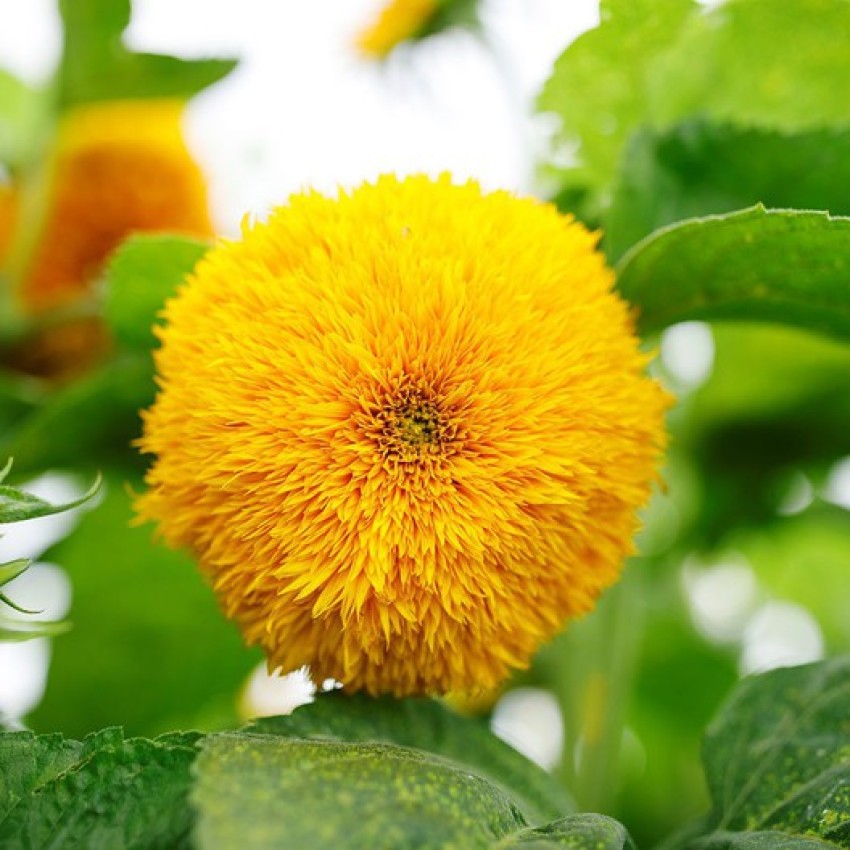 Gromax India Best Quality Sungold Flower Seeds For Your Terrace Gardening  Pack Of 40 Seed Price in India - Buy Gromax India Best Quality Sungold  Flower Seeds For Your Terrace Gardening Pack