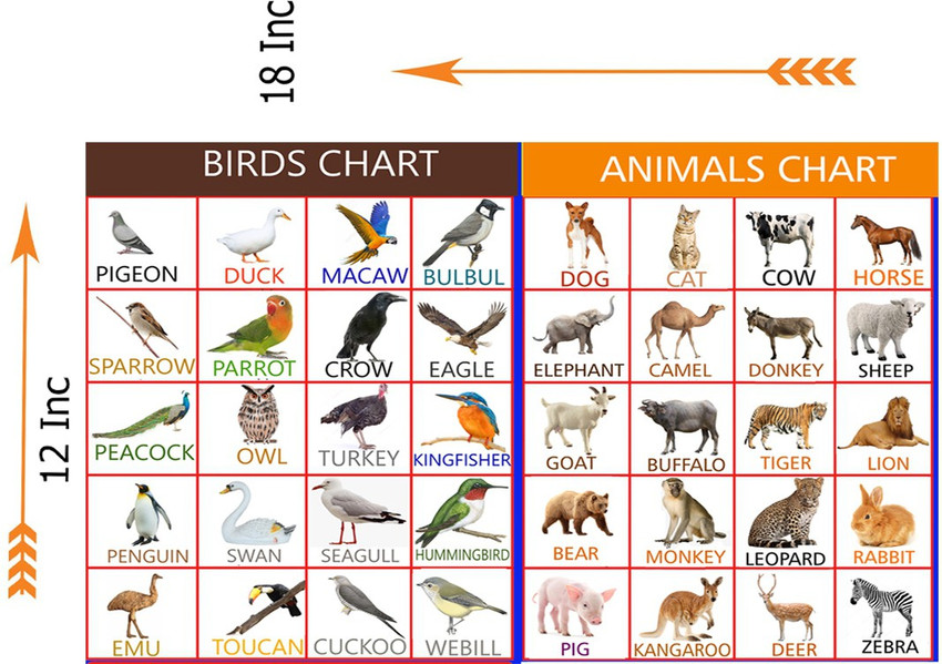 Wall gallery 18 cm Educational Preschool Glowing Sticker Birds, Animal Chart ,Nursery Teaching, Self Adhesive Sticker Price in India - Buy Wall gallery 18 cm Educational Preschool Glowing Sticker Birds, Animal Chart , Wall gallery 18 cm Educational Preschool Glowing Sticker Birds, Animal Chart ,Nursery Teaching, Self Adhesive Sticker Price in India - Buy Wall gallery 18 cm Educational Preschool Glowing Sticker Birds, Animal Chart ,
